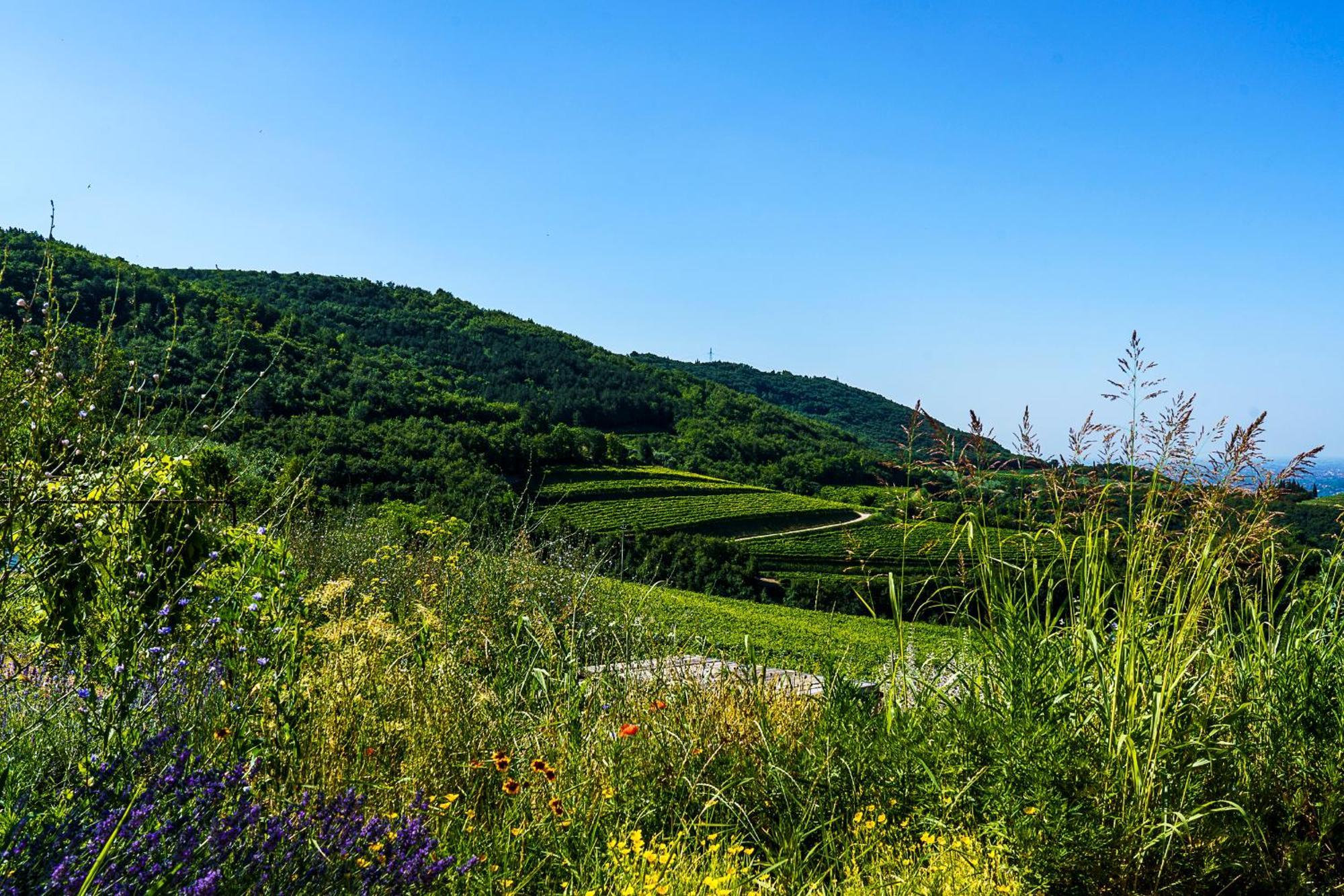 Villa Balis Crema Verona Hills (Adults Only) Греццана Экстерьер фото